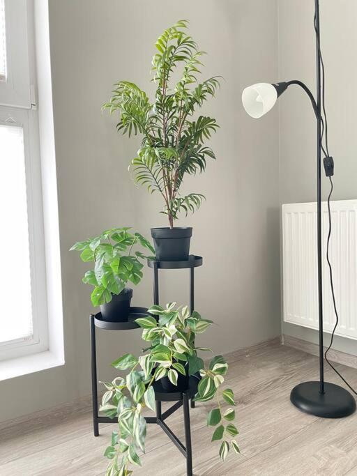Appartement Vetulaniego Canary Comfort *
